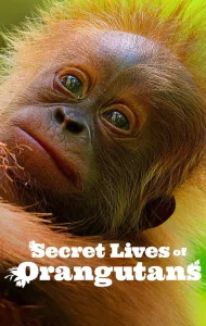 Secret Lives of Orangutans (2024)