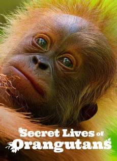 ดูหนัง Secret Lives of Orangutans (2024) ซับไทย เต็มเรื่อง | 9NUNGHD.COM